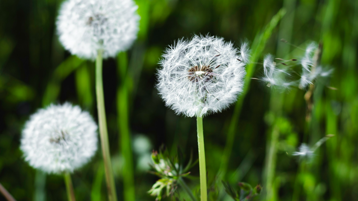 background presentation