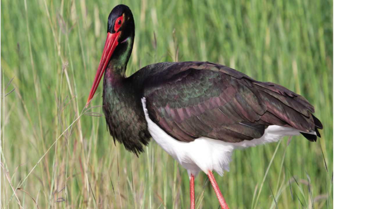 background presentation