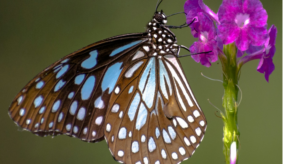 background presentation