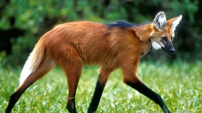 background presentation