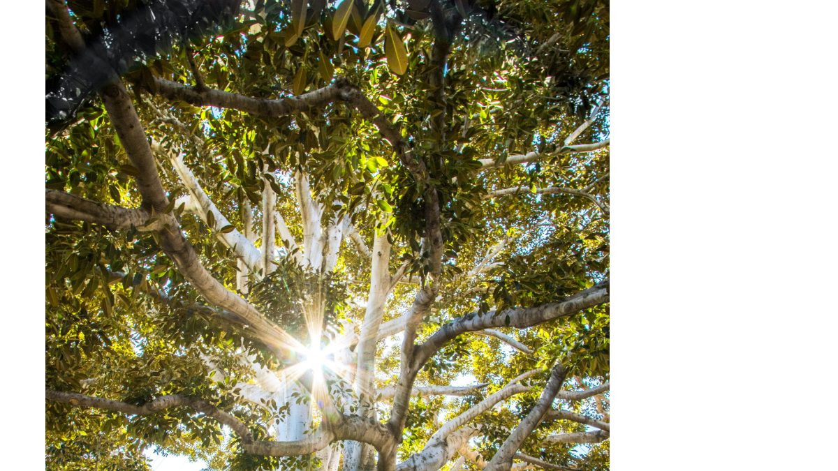 background presentation