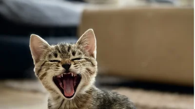 Cat Scratch Post-Activity