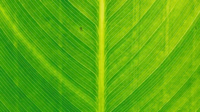 Photosynthesis Quiz