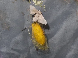 background presentation